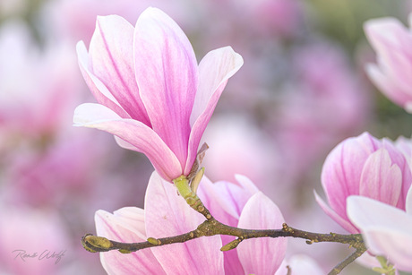 Magnolia