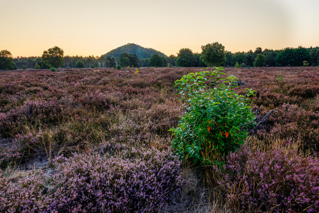 Op de heide met zicht op terril