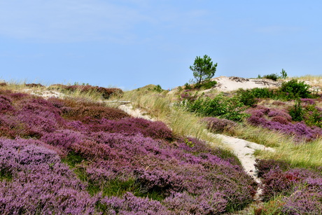 HEIDE