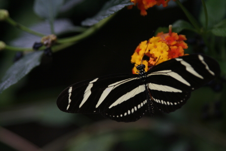 Orchideeën en vlindertuin - juni 2010