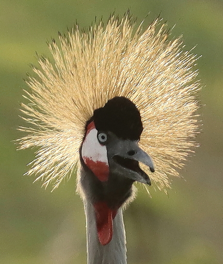 Close-up kraanvogel 3