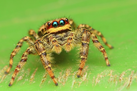 Prachtige ogen.......