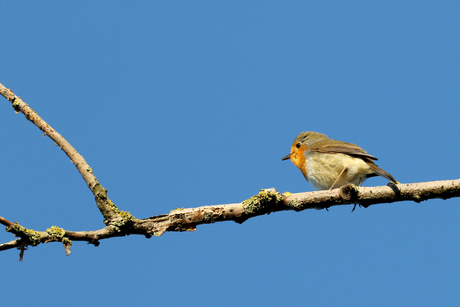 Roodborst