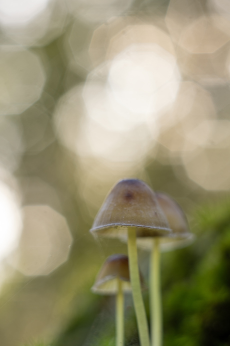 Mycena