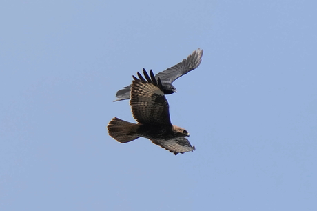 Buizerd en kraai hebben het met elkaar aan de stok