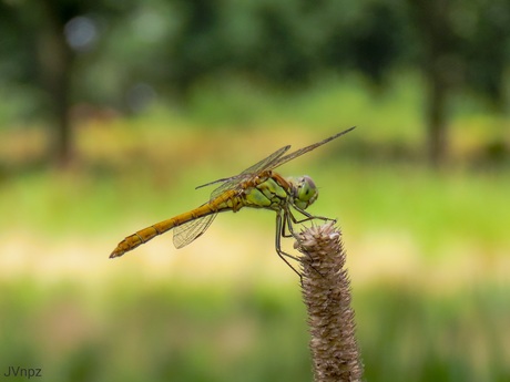 Steenrode heidelibel 