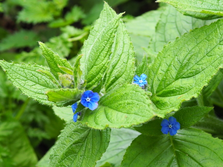 Klein blauw bloempje