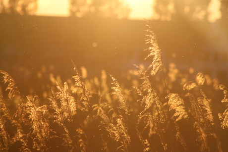 zonsondergang veldje