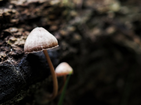 Leuk lichtspel in de herfst