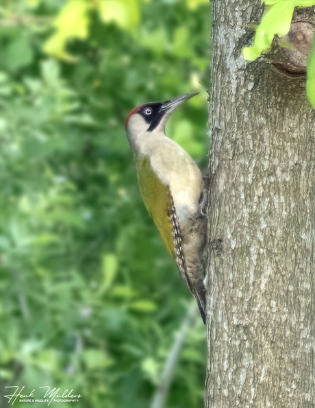 Groene Specht (Picus_viridis)