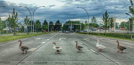 The Goose Beatles