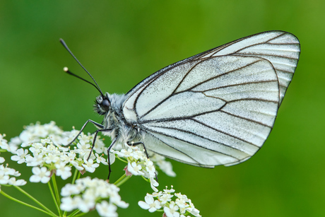 groot geaderd witje -Aporia crataegi