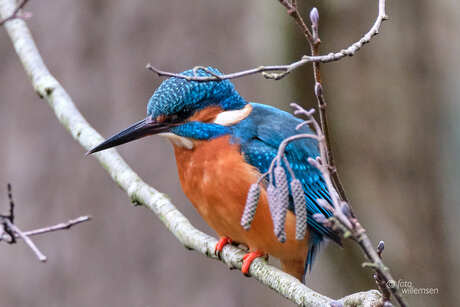 IJsvogel