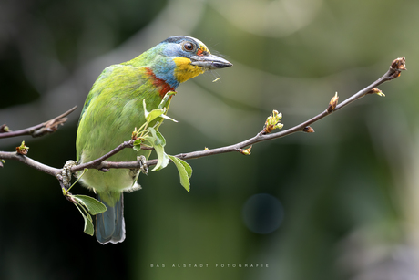 Taiwanese baardvogel