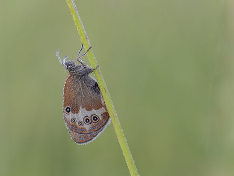 Tweekleurig hooibeestje