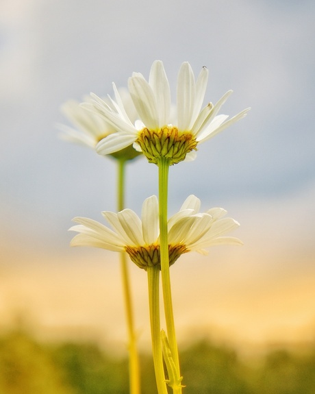 Margrietjes