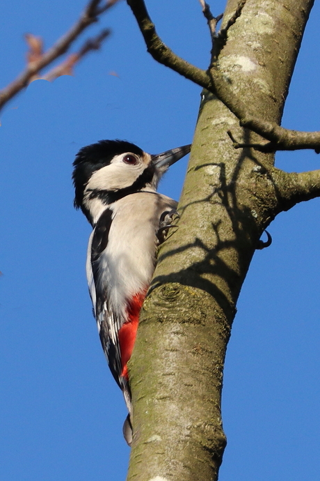 Grote bonte specht