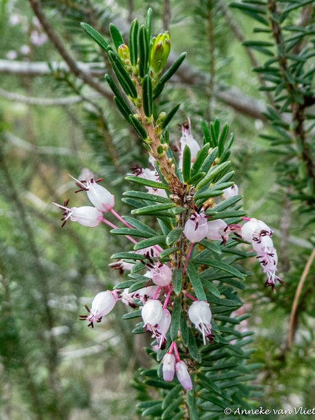 Erica Vagans