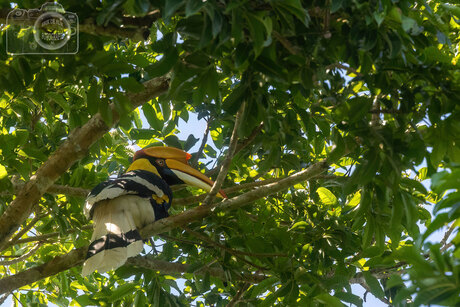 Neushoornvogel