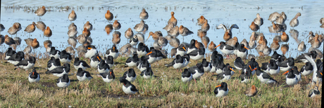 Waar de Lente Begint: Grutto’s, Scholeksters 