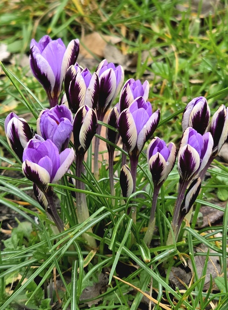 Familie krokus 