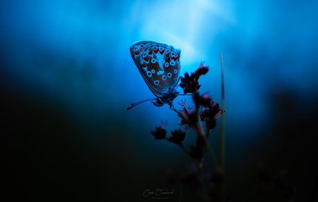 Pre dawn