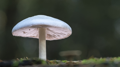 Zijdeachtige beurszwam