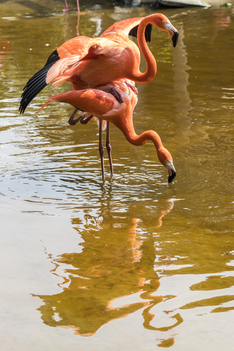 Making flamingo's