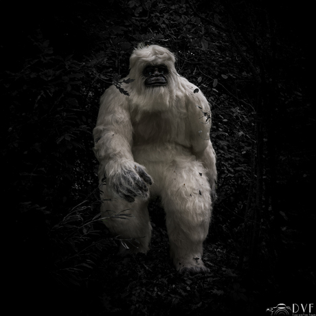 Yeti