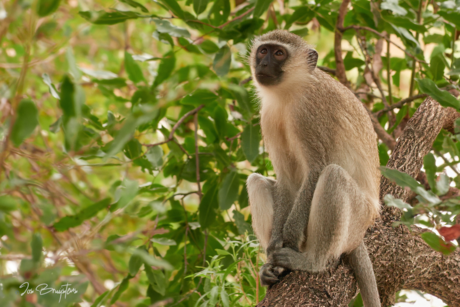 Vervet Monkey