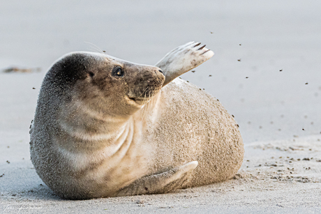 Helgoland