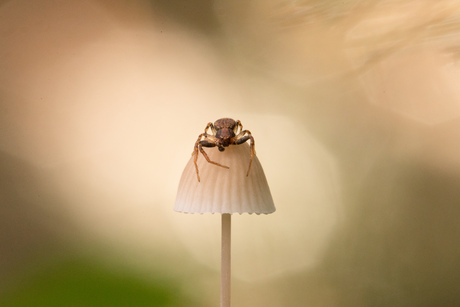 Kleine bezoeker