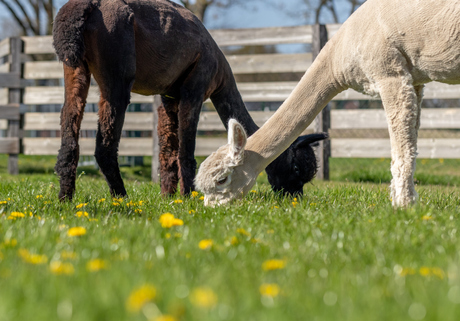 Alpaca's op het veld