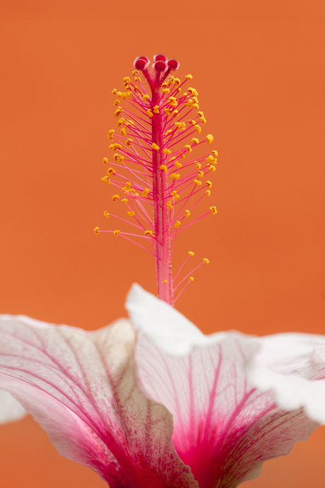 Hibiscus