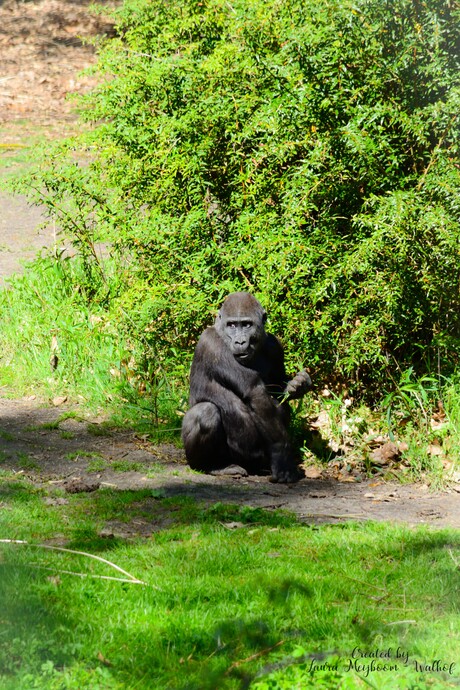 Gorilla (Laagland)