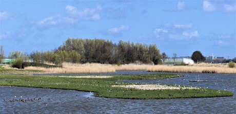 P1200629  Kraaiennest gebied De Lier uitz op GRUTTO Plas  11 april 2023  