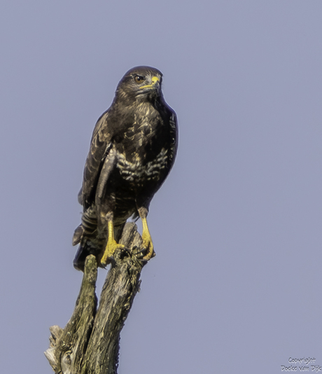 Buizerd