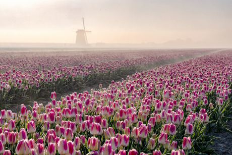 Roze witte tulpen in de laatste mist
