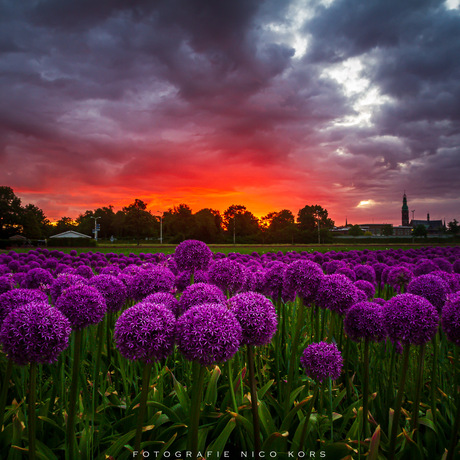 Alliums (sierui)