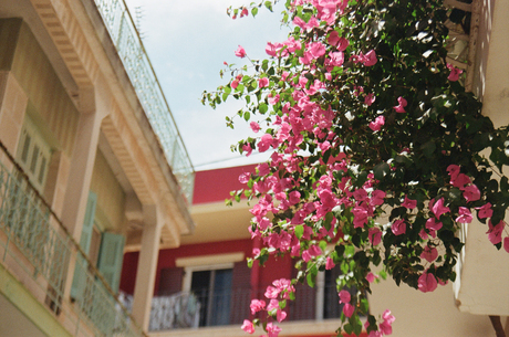 Bougainvillea