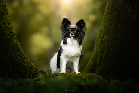 Small Happiness 🍃