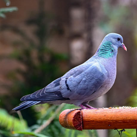 Duif in de tuin