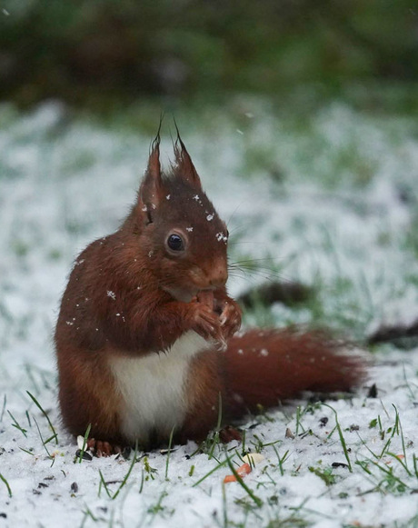 Eekhoorntje in de tuin!