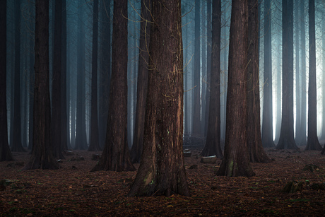 The Beauty of the Dark Forest