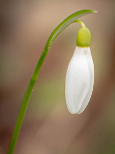 Sneeuwklokje 