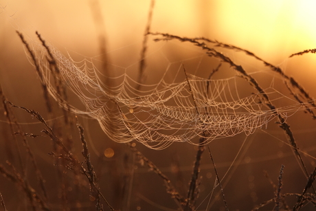 Kunstwerkje in de natuur