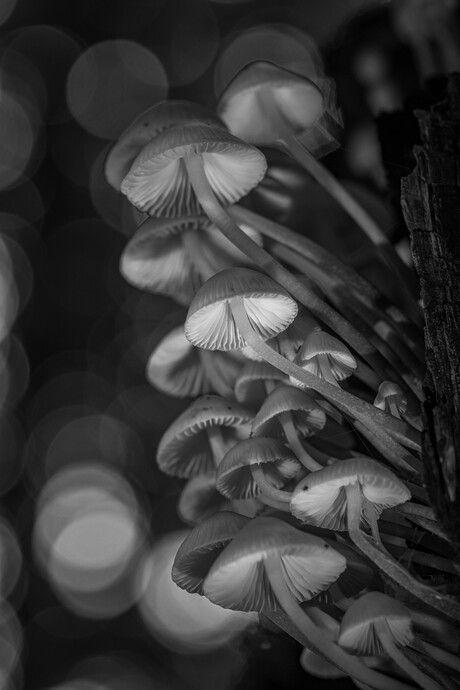 mycena s