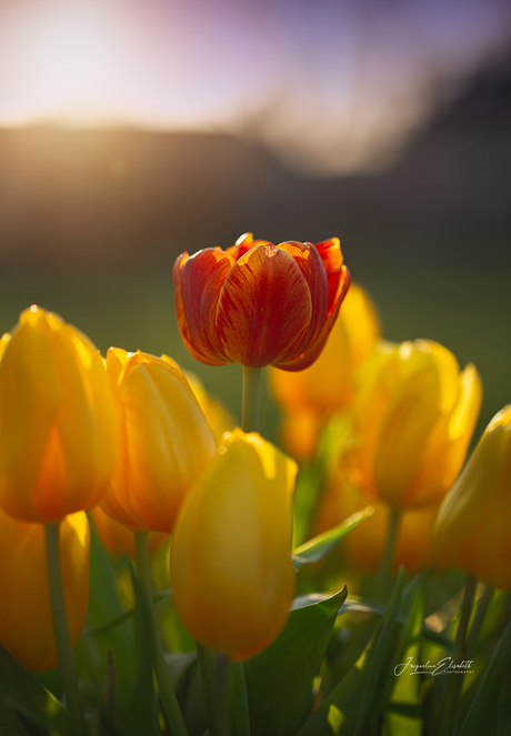 Easter carries the promise that light always returns.