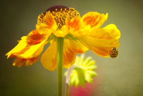 Bloem met Lieveheersbeestje 