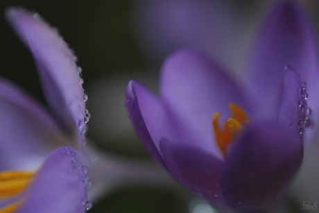 Krokus 2 